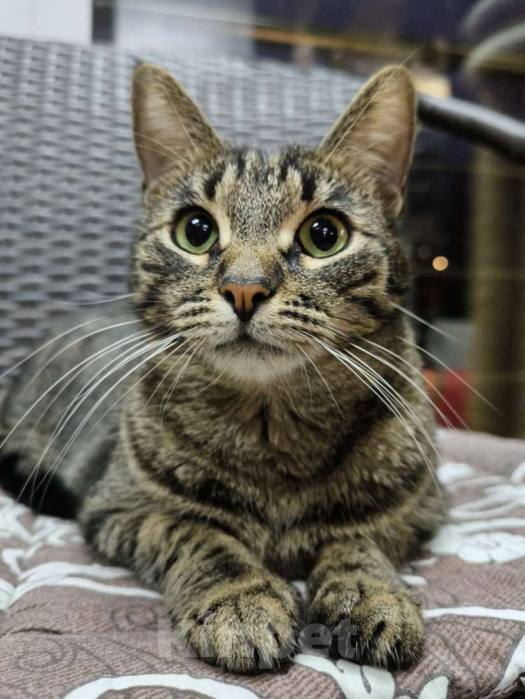 Кошки в Москве: Всегда на втором месте Девочка, Бесплатно - фото 1