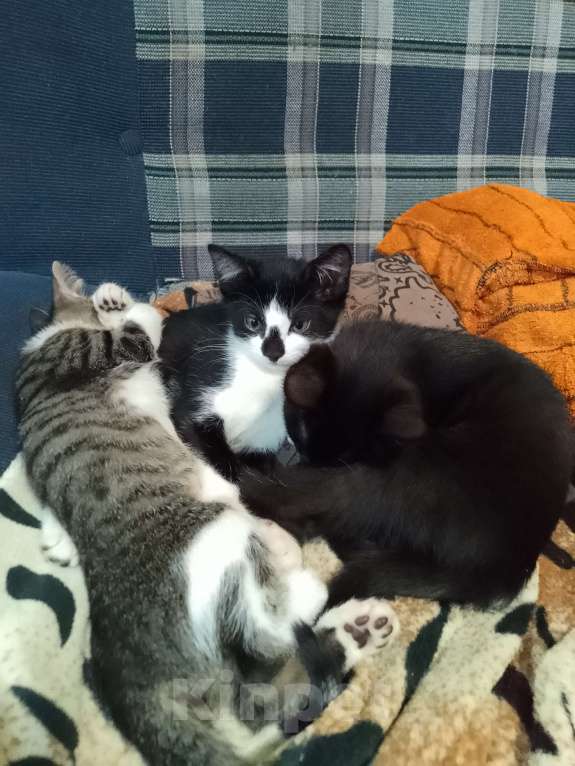 Кошки в Реутове: Отдаëм котëнка в добрые руки Мальчик, 1 руб. - фото 8