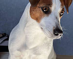 Собаки в Москве: Продается племенной  щенок джек рассел тер. 3  мес мальчик Мальчик, Бесплатно - фото 4