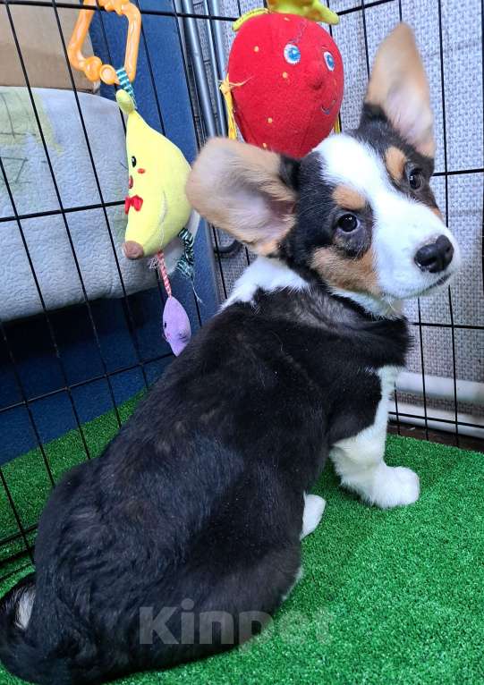 Собаки в Москве: Щенок вельг корги кардиган Мальчик, 30 000 руб. - фото 5