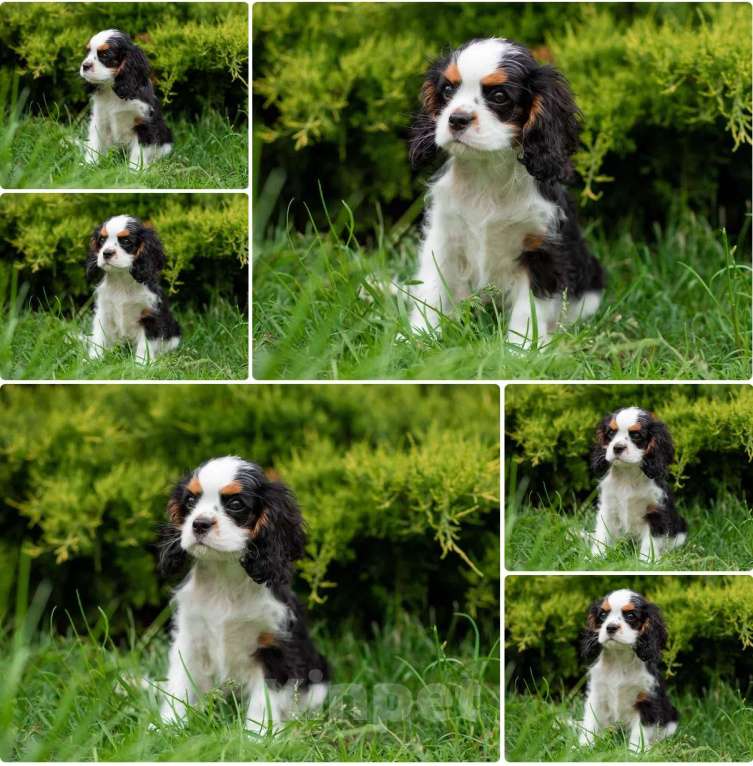 Собаки в других городах Краснодарского края: Кавалер Кинг Чарльз  Мальчик, 90 000 руб. - фото 5