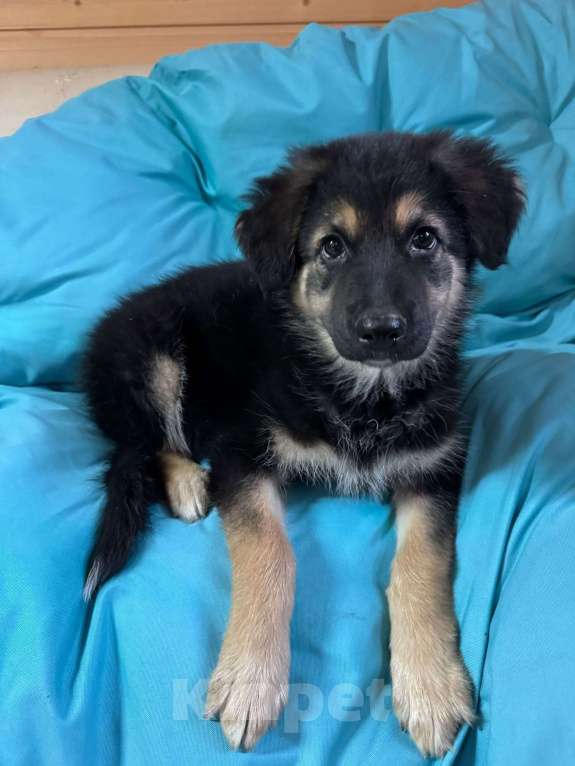 Собаки в Пушкино: Щенок девочка ищет дом! Девочка, Бесплатно - фото 3