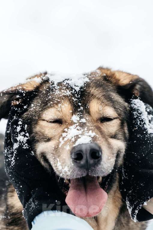 Собаки в Москве: Брутальный Рони в добрые руки Мальчик, Бесплатно - фото 6