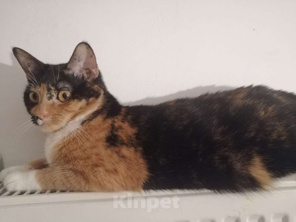 Кошки в Москве: Кошечка. Умная и ласковая  Девочка, Бесплатно - фото 2