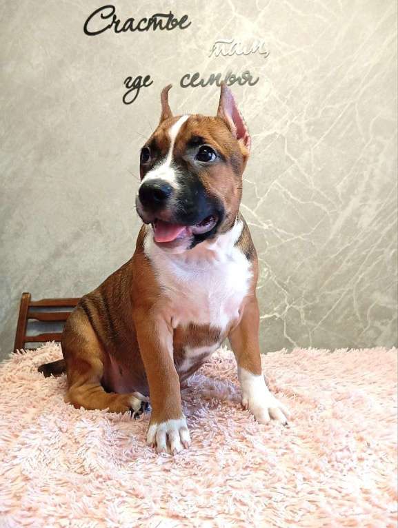 Собаки в Москве: Шикарная малышка амстаффа Девочка, 55 000 руб. - фото 4