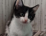 Кошки в Чите: Котенок Манчкин Мальчик, 30 000 руб. - фото 2