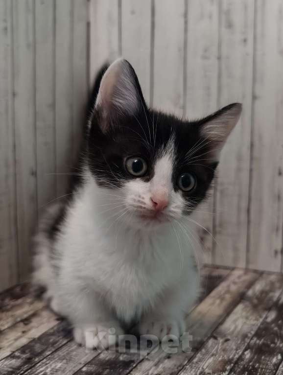 Кошки в Чите: Котенок Манчкин Мальчик, 30 000 руб. - фото 2