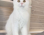 Кошки в других городах Московской области: 🤍ФИБИ🤍 Девочка, 45 000 руб. - фото 1