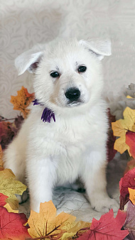 Щенки Белой Швейцарской Овчарки