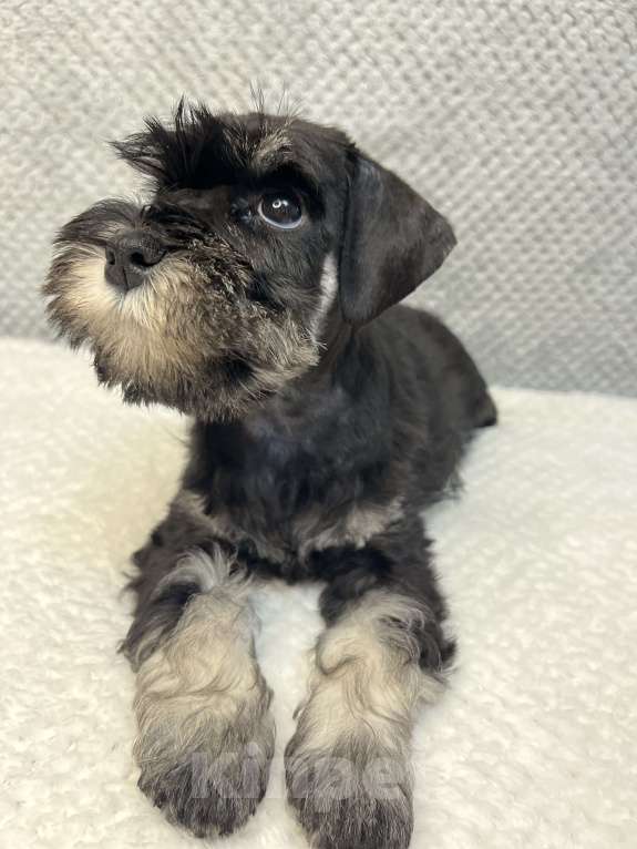 Собаки в Нижнем Новгороде: Щенок цвергшнауцера черный с серебром  Девочка, 60 000 руб. - фото 2