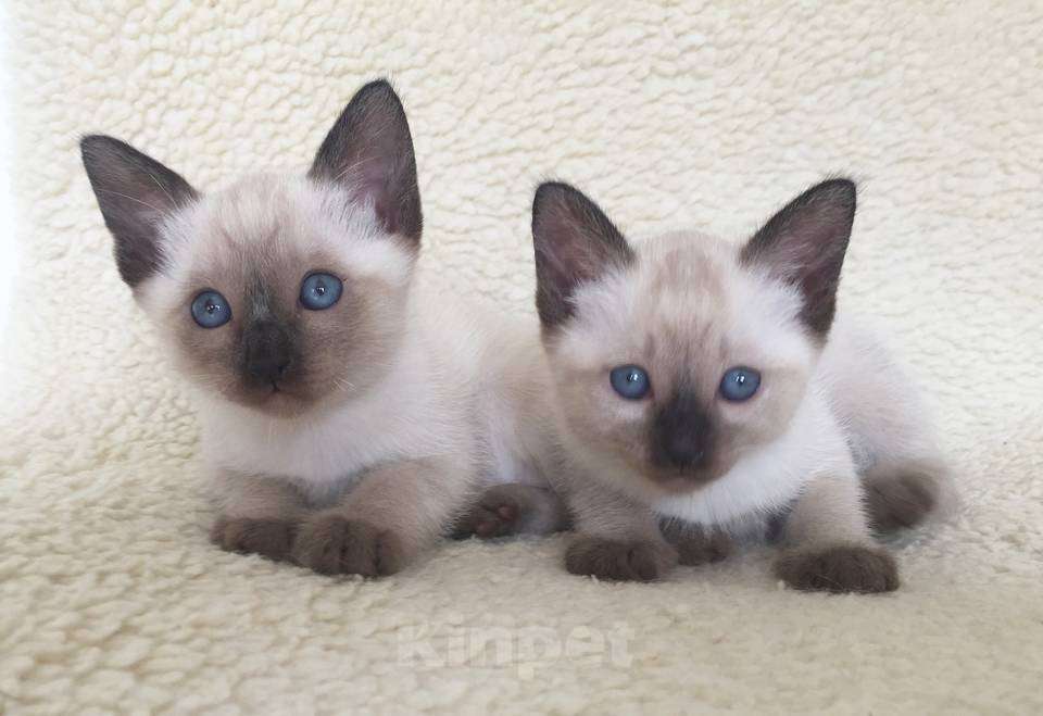 Кошки в Мурманске: манчкин подросток Мальчик, 15 000 руб. - фото 8