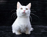 Кошки в Бердске: милый котенок манчкин Мальчик, Бесплатно - фото 1