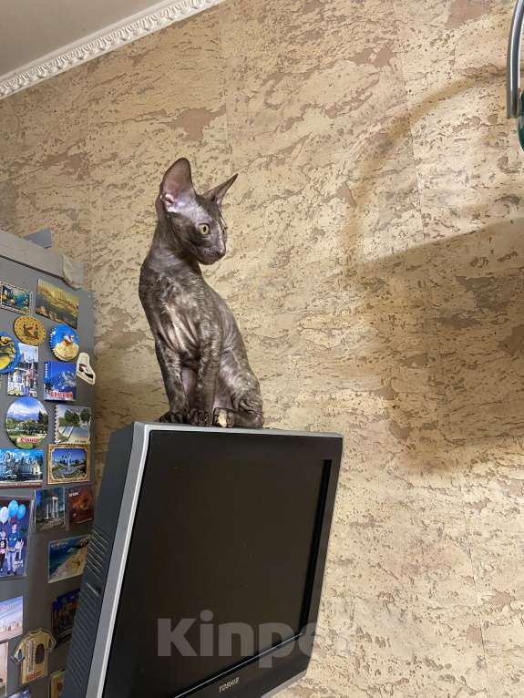 Кошки в Санкт-Петербурге: Котёнок Корниш рекс Девочка, 20 000 руб. - фото 3