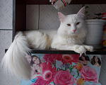 Кошки в Фролово: Котята в добрые руки, Бесплатно - фото 8