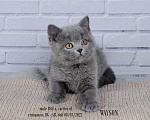 Кошки в Санкт-Петербурге: Голубой британский котенок Мальчик, 35 000 руб. - фото 2