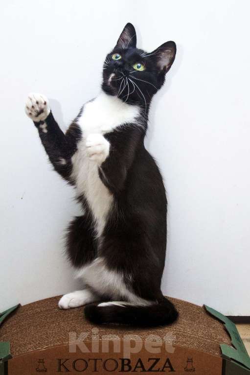 Кошки в Москве: Ищет свою семью яркая красавица Кассандра!  Девочка, Бесплатно - фото 6