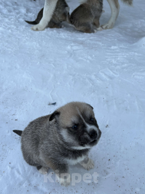 Собаки в других городах Свердловской области: Осторожик Мальчик, Бесплатно - фото 6