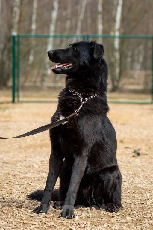Собаки в Москве: Вальтер Мальчик, Бесплатно - фото 19