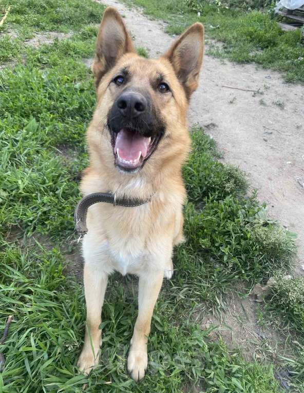 Собаки в Пушкино: Бэтти ищет дом! Мальчик, Бесплатно - фото 3