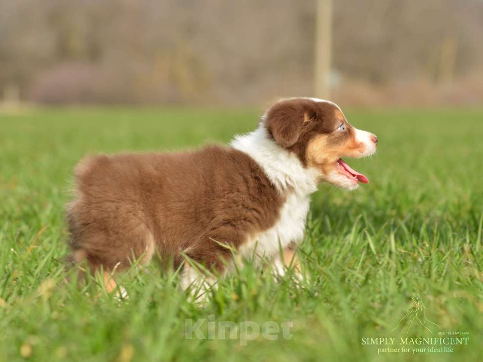 Собаки в других городах Московской области: щенки австралийской овчарки (аусси) РКФ Разнополые, Бесплатно - фото 4