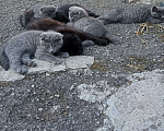 Кошки в Нальчике: Дивные котята Девочка, Бесплатно - фото 1