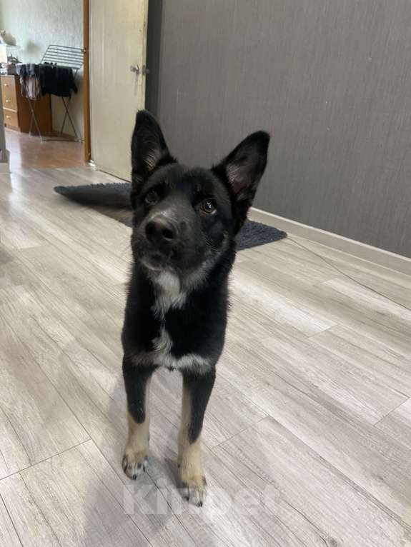 Собаки в других городах Московской области: Отдам в добрый руки Мальчик, Бесплатно - фото 5