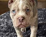 Собаки в Лыткарино: AMERICAN BULLY   девочка Девочка, 65 000 руб. - фото 1