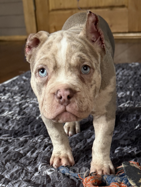 Собаки в Лыткарино: AMERICAN BULLY   девочка Девочка, 65 000 руб. - фото 1