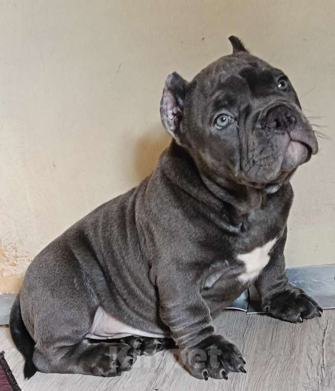 Собаки в Москве: Широкий малыш Американский Булли Покет Мальчик, 200 000 руб. - фото 6