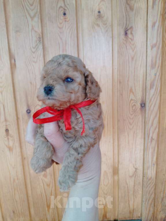 Собаки в Новосибирске: Щенки пуделя Разнополые, 30 000 руб. - фото 4