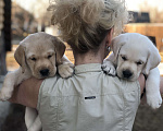 Собаки в Москве: Продажа щенков лабрадора  Мальчик, 90 000 руб. - фото 1