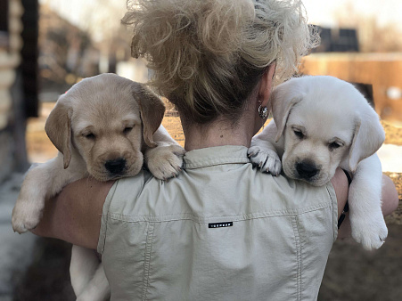 Продажа щенков лабрадора 