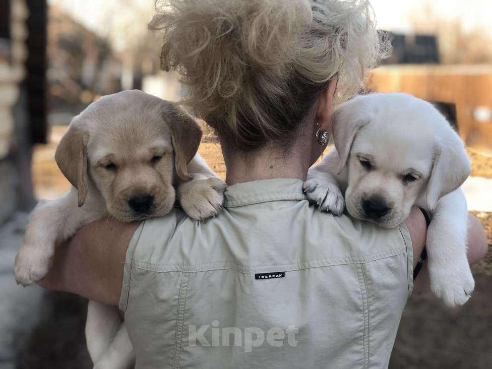 Собаки в Москве: Продажа щенков лабрадора  Мальчик, 90 000 руб. - фото 1