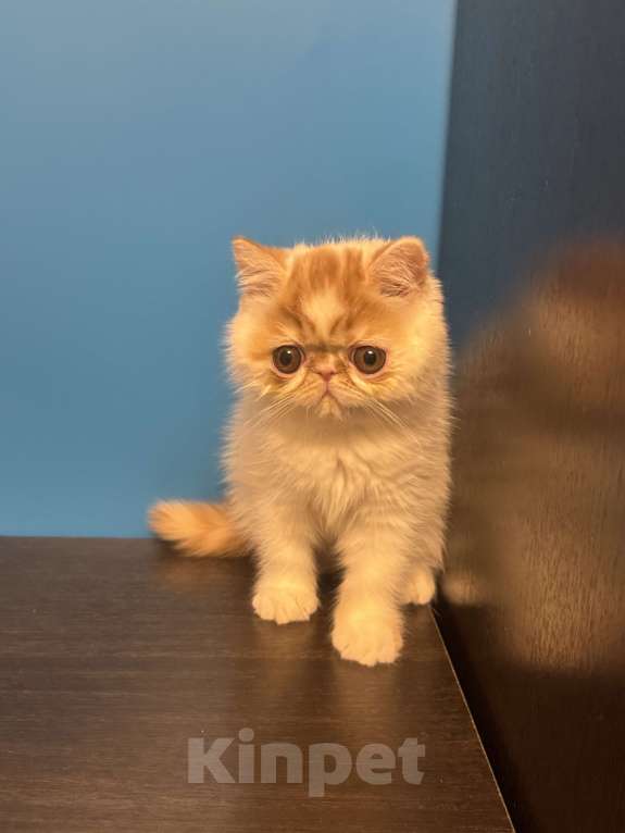 Кошки в Москве: Красотка Девочка, Бесплатно - фото 4