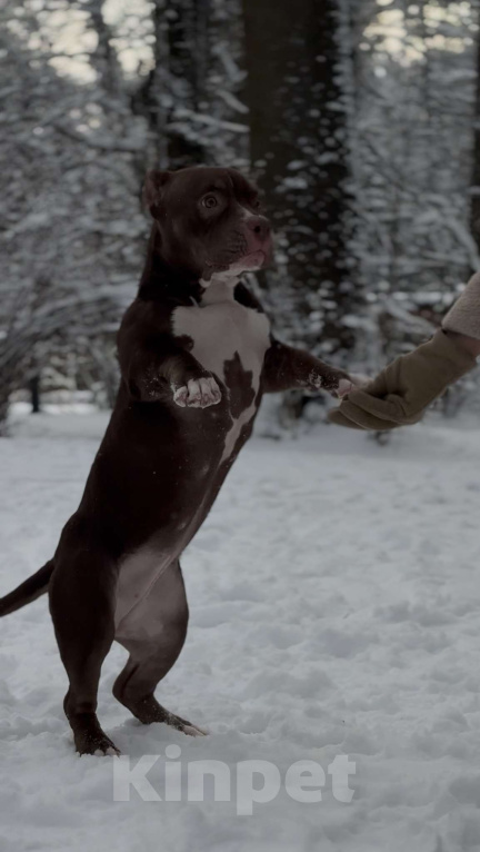 Собаки в других городах Московской области: Девочка покет  Девочка, 100 000 руб. - фото 2