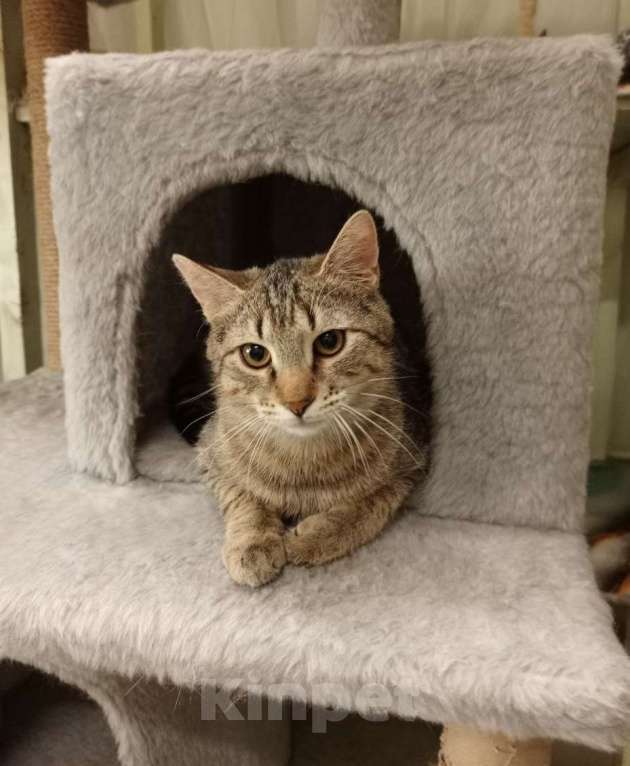 Кошки в Москве: Серега Мальчик, Бесплатно - фото 5