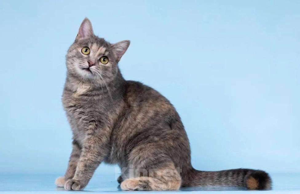 Кошки в Москве: Кошечка Руна ищет доброе сердце. Девочка, Бесплатно - фото 1