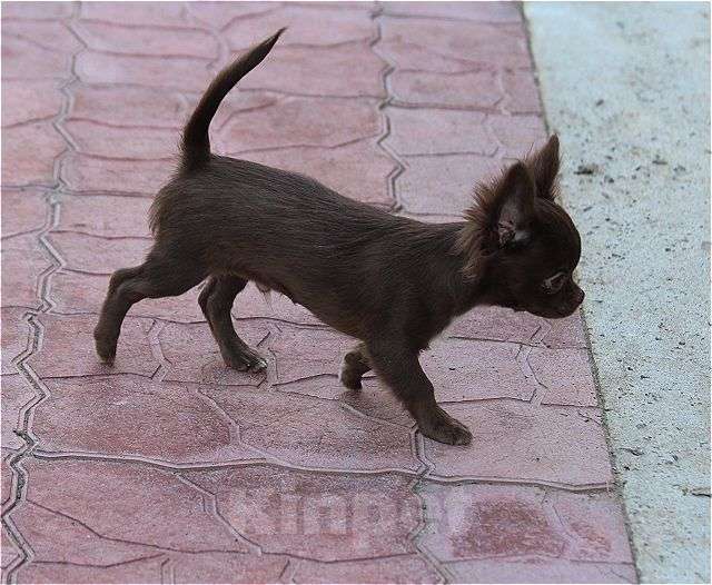Собаки в Москве: шоколадный мальчик чихуахуа Мальчик, 25 000 руб. - фото 5