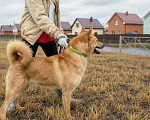 Собаки в Москве: Брутальный красавец Рич ищет хозяев! Мальчик, Бесплатно - фото 7