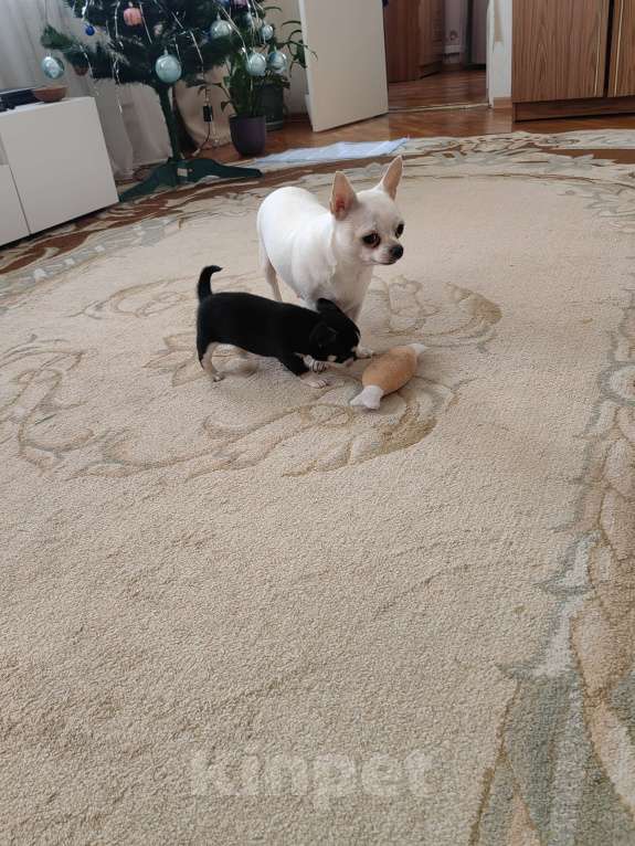 Собаки в Краснодаре: Чихуахуа Мальчик, 40 000 руб. - фото 7