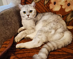 Кошки в Красногорске: Отдам британца в добрые руки Мальчик, Бесплатно - фото 3