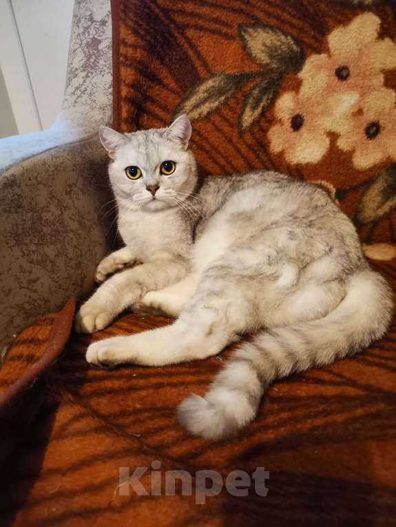 Кошки в Красногорске: Отдам британца в добрые руки Мальчик, Бесплатно - фото 3