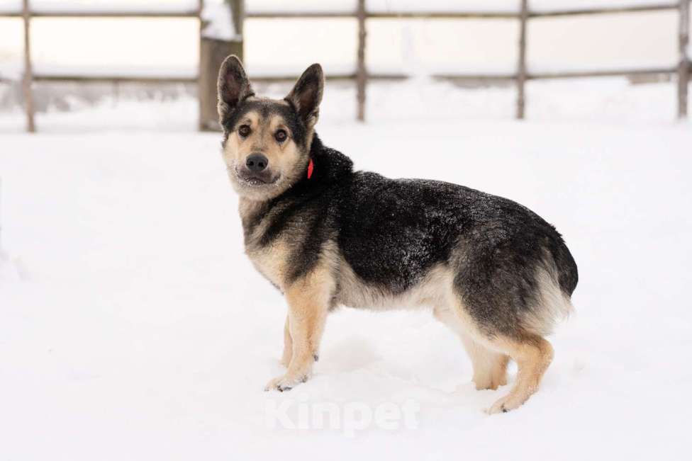 Собаки в Москве: Коржик, 2 года ищет дом Мальчик, Бесплатно - фото 2