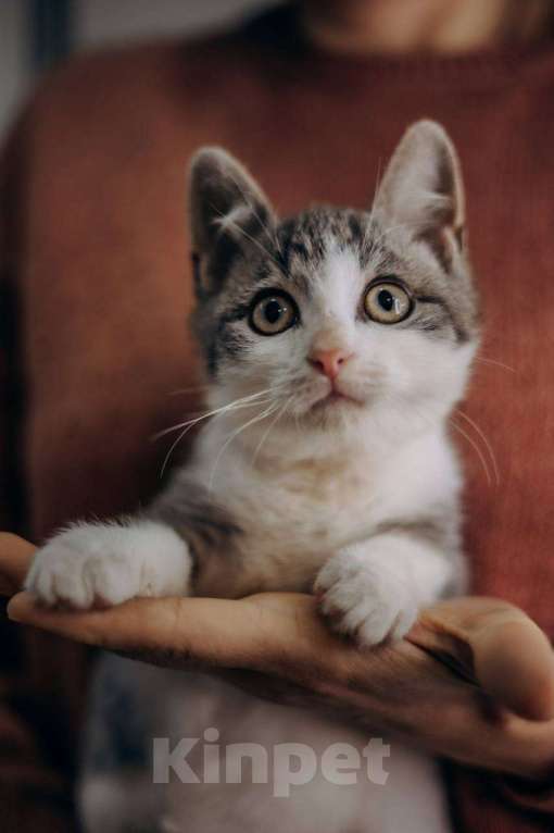 Кошки в Москве: Степан ищет дом!  Мальчик, Бесплатно - фото 1