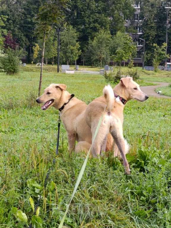 Собаки в Санкт-Петербурге: Две золотые королевишны ищут дом Девочка, Бесплатно - фото 2