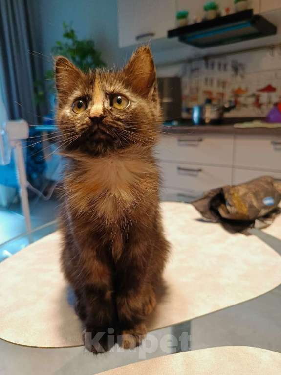 Кошки в Москве: Отдам в добрые руки Девочка, Бесплатно - фото 7