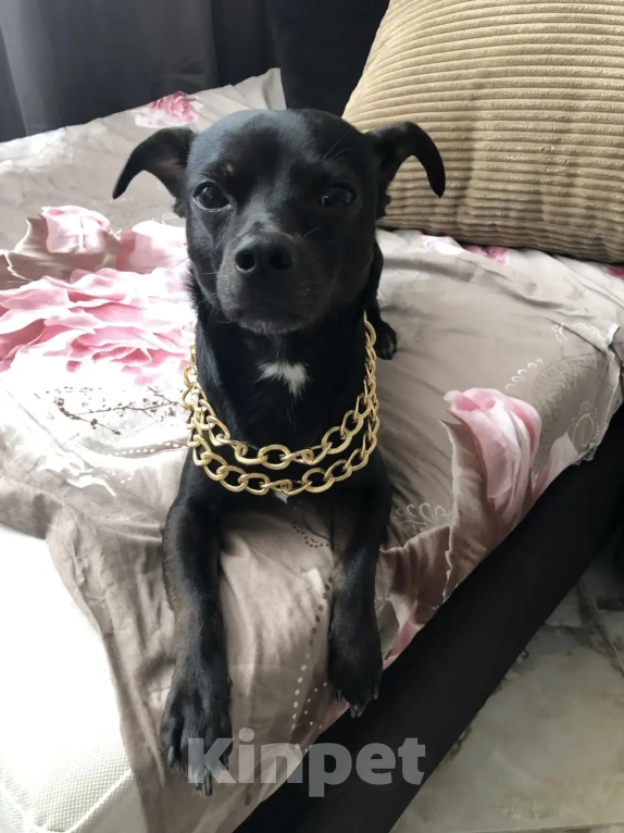 Собаки в Краснодаре: Отдам в добрые руки собачку Мальчик, Бесплатно - фото 8