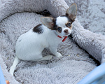 Собаки в Москве: Породистая Красотка чихуахуа Девочка, 85 000 руб. - фото 7