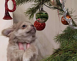 Собаки в Москве: лиловый чихуахуа д-ш мальчик Мальчик, 45 000 руб. - фото 7