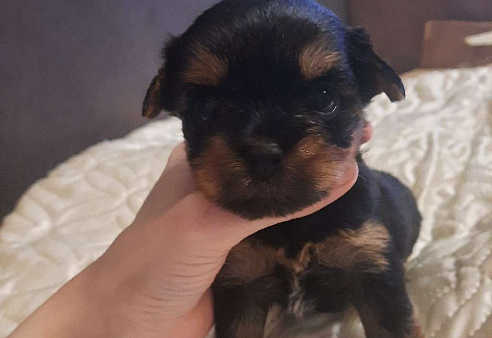 Цветной йорк с шокогеном